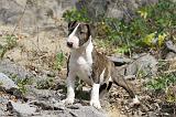 BULL TERRIER 022